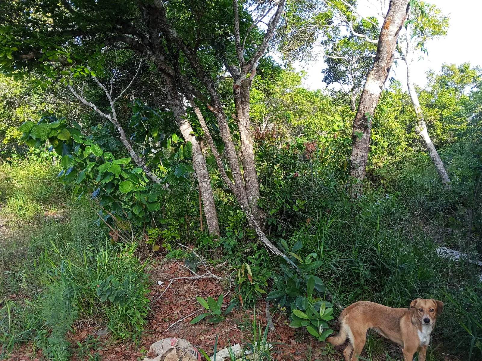 Terreno documentado no Villas - Etapa 2 — foto 2