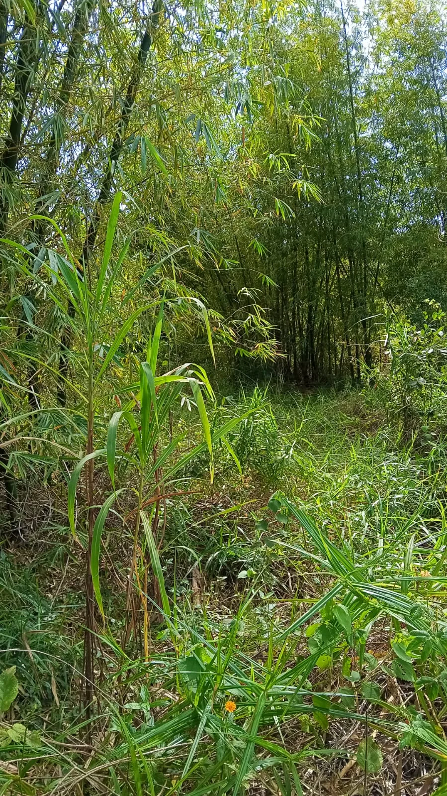 Terreno em região central de Arraial d'Ajuda — foto 6