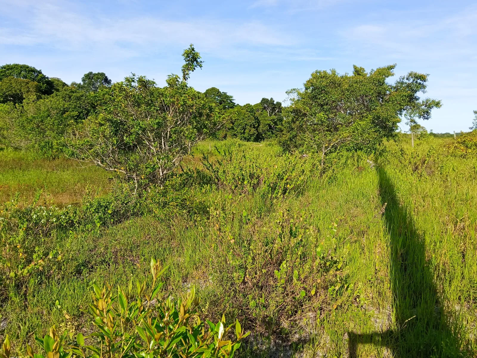 Oportunidade: área rural em frente ao Trancoso Beach Farm — foto 4