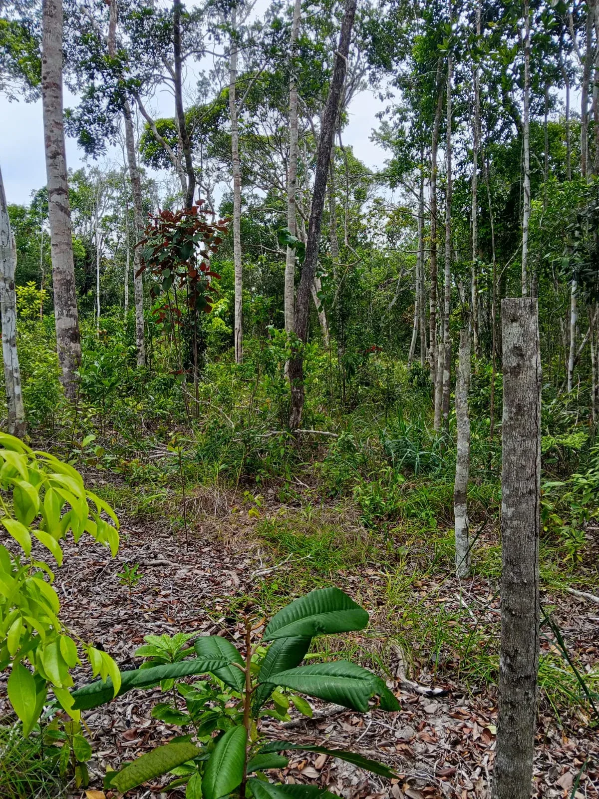 Terreno à venda na Estrada do Taípe — foto 3