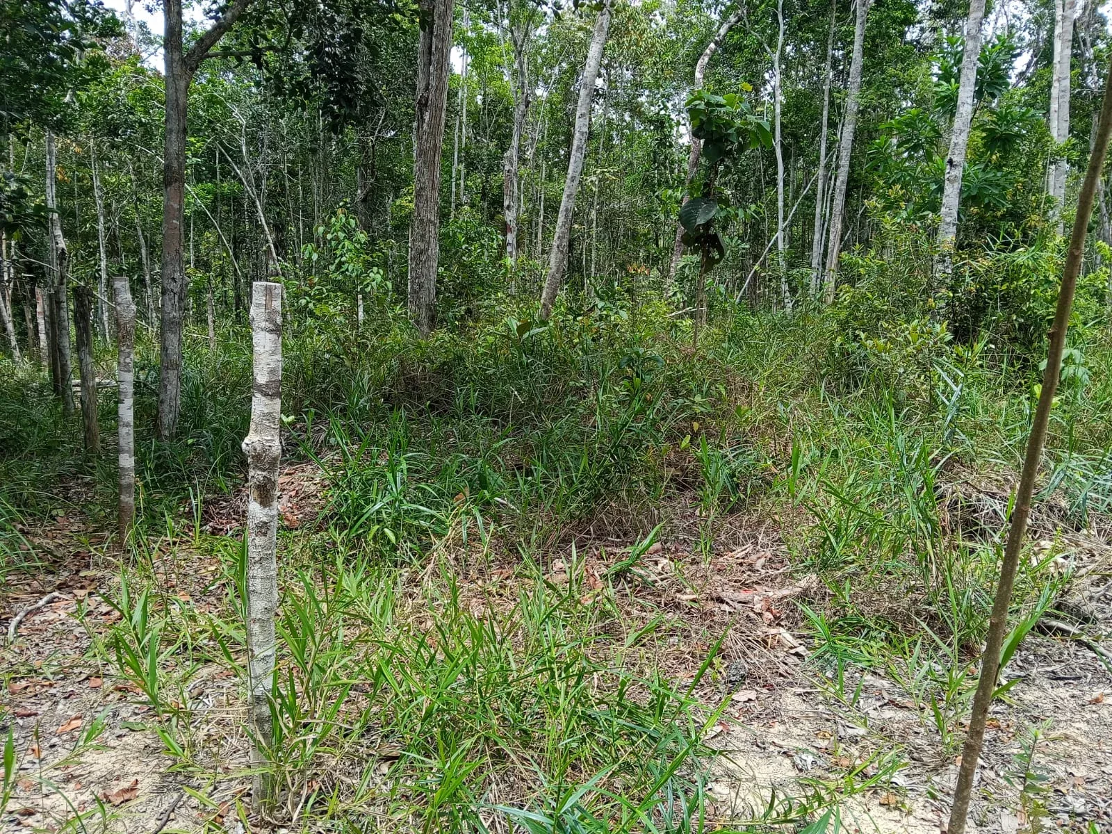 Terreno à venda na Estrada do Taípe — foto 2