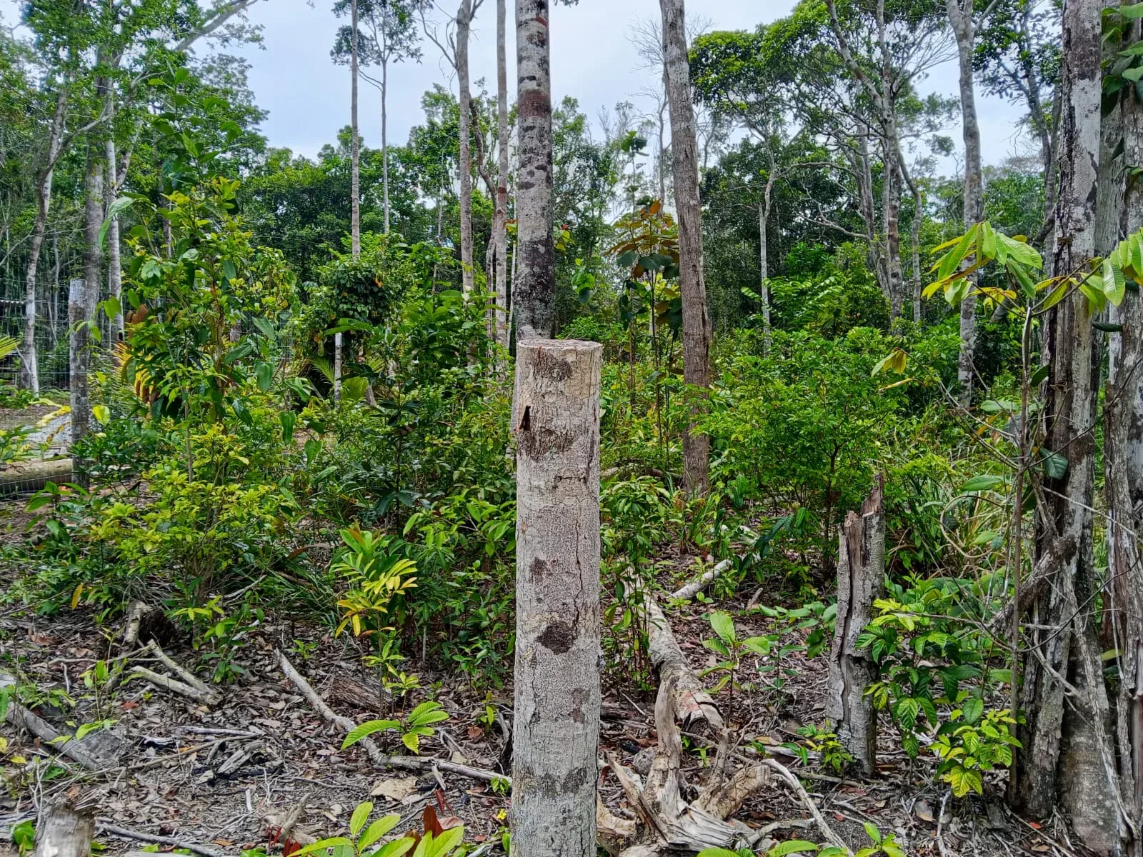 Terreno à venda na Estrada do Taípe — foto 4